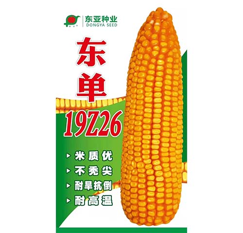 东单19Z26